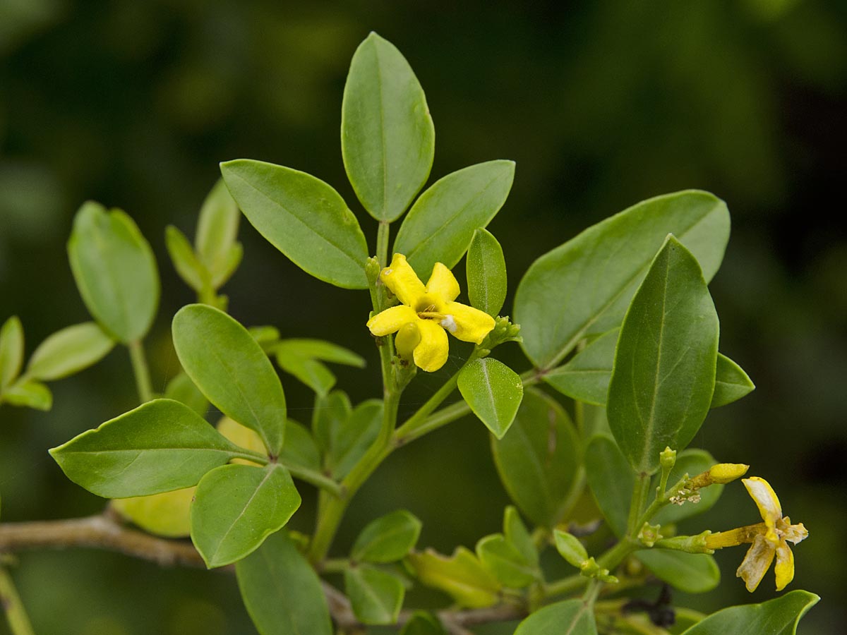 Jasminum odoratissimum